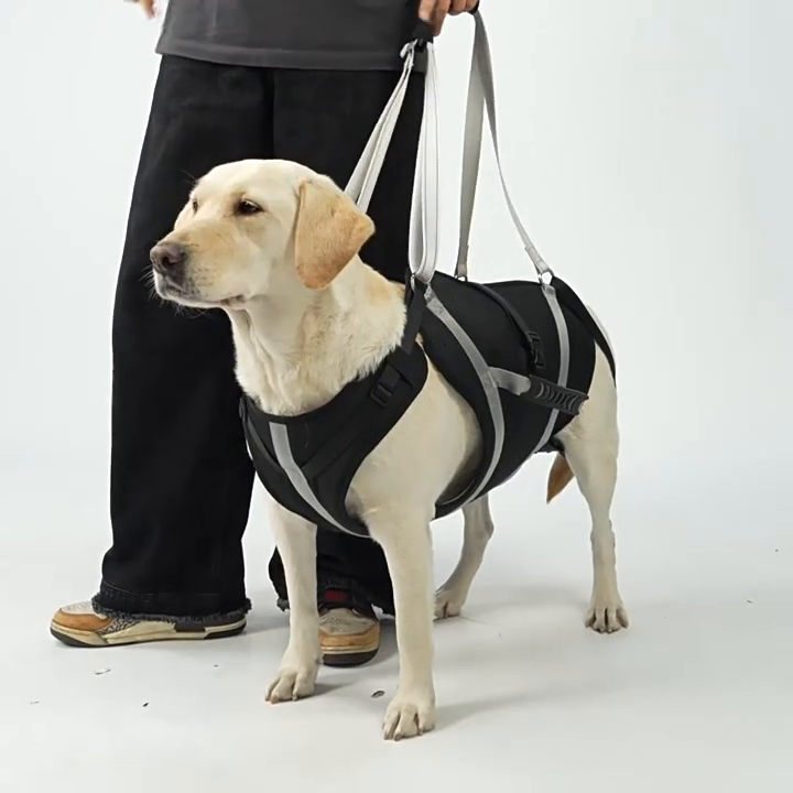 Senior dog wearing black and gray full-body support harness